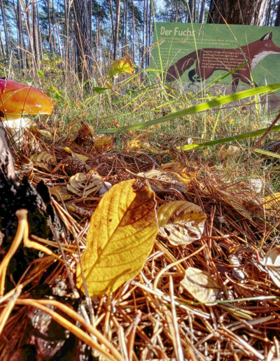 Unsere Lehrpfade sind eine Einladung echte Natur zu entdecken. Die mobilen Tafeln des Lehrpfades "Tiere des Waldes" verstecken sich jedes Jahr an einer anderen Stelle.