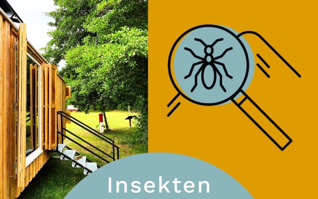 02.08. – 30.09.2026 I KUNTERBUNTE INSEKTENWELT – Im und am neuen Entdeckerwagen