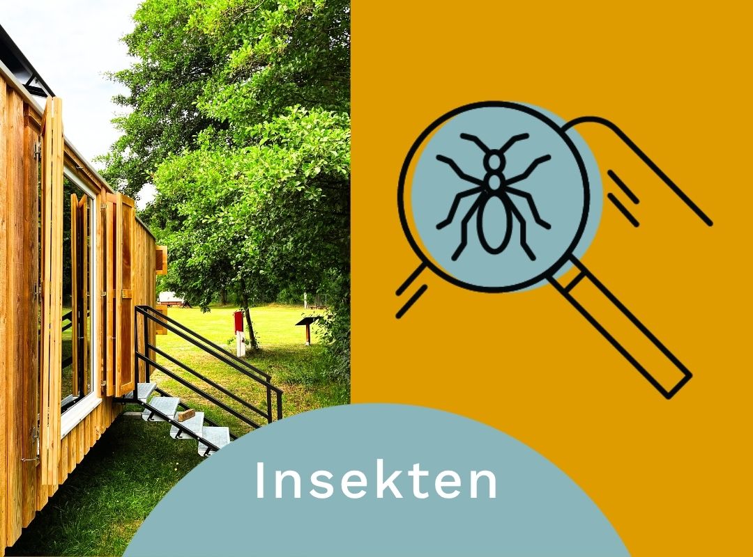 Foto des Entdeckerwagens und Grafik einer Lupe, die über ein Insekt gehalten wird.