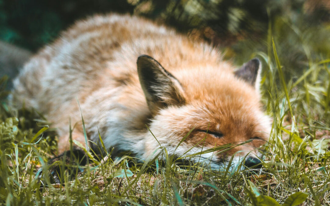 Ferienfreizeit – Tiere beobachten in unserem Wald