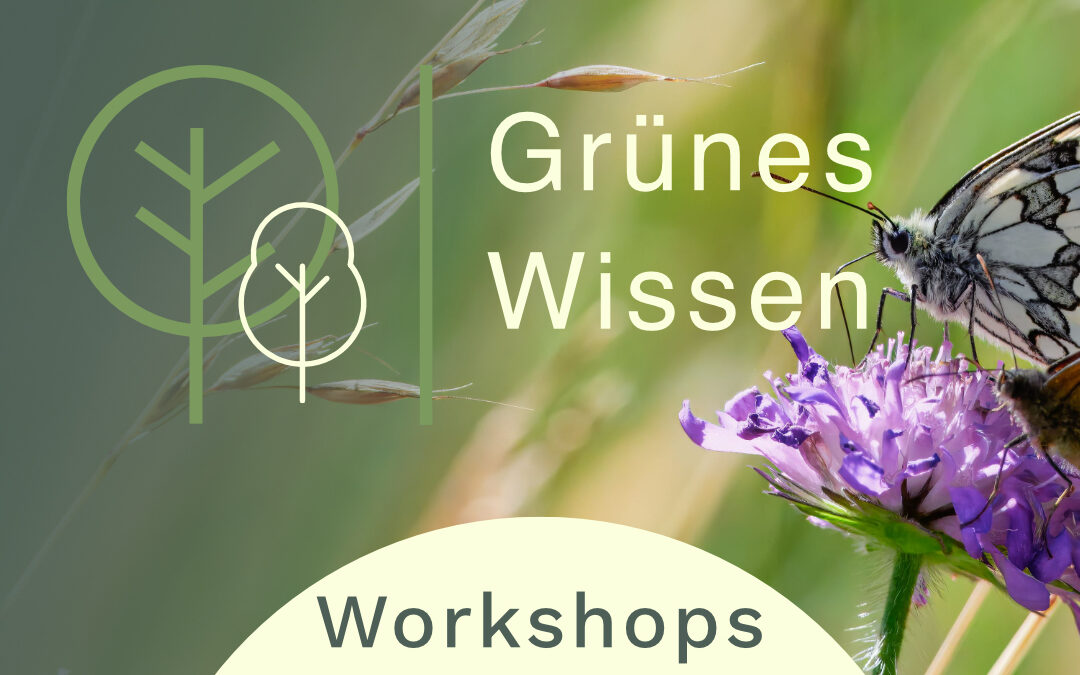 02.08. – 30.09.2026 I INSEKTEN PLANSPIEL & WORKSHOPS für Gruppen
