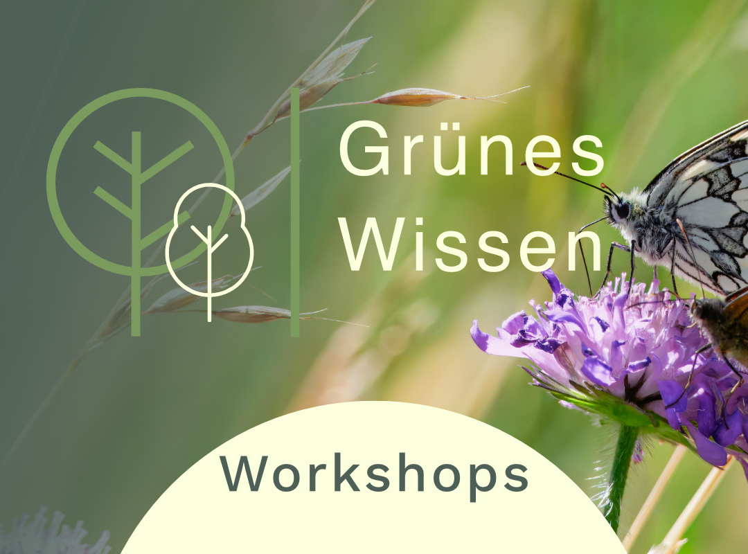 Grünes Wissen Insektenworkshops Grünes Wissen Workshops für Kindergruppen